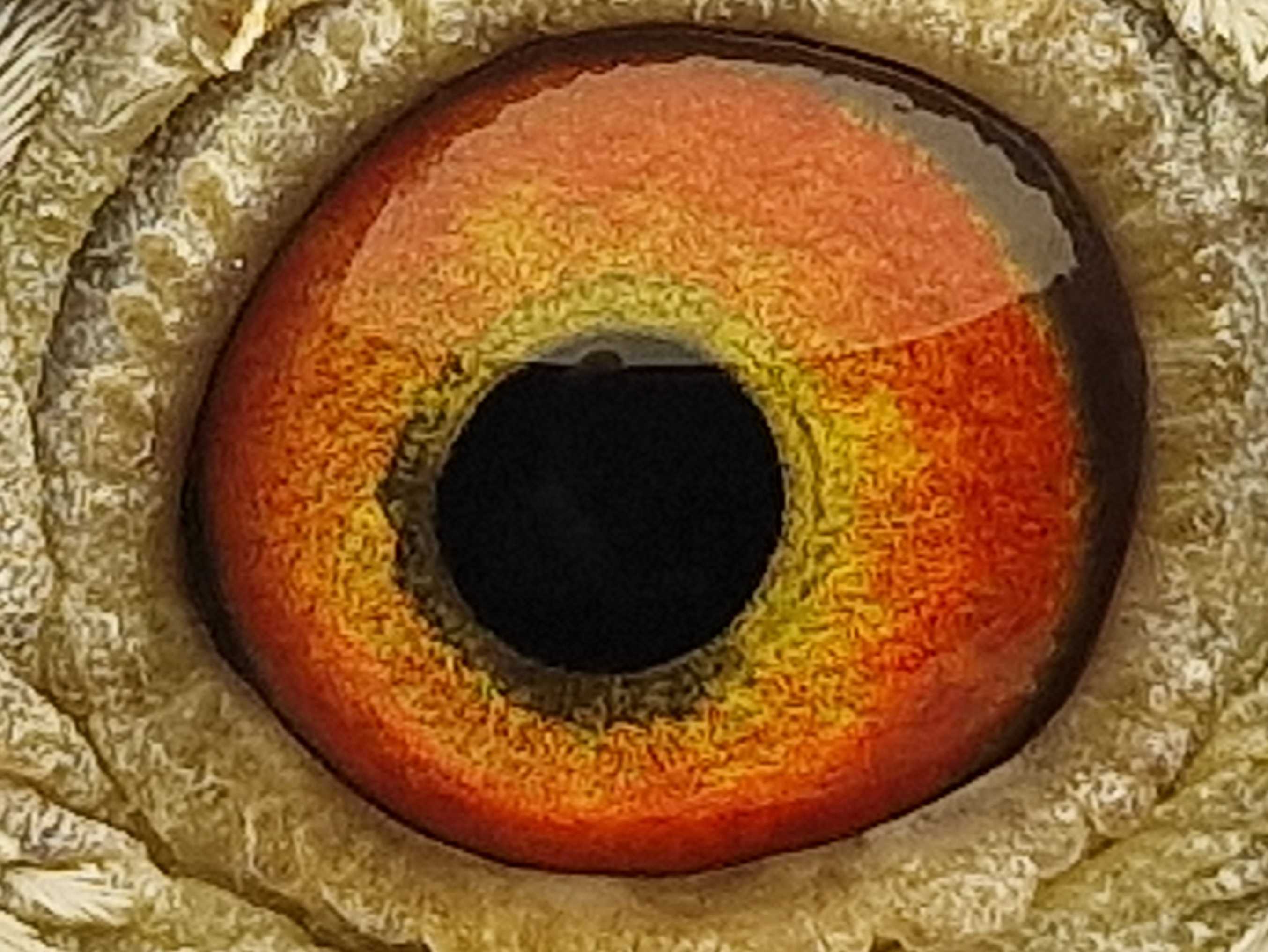 Pigeon eye